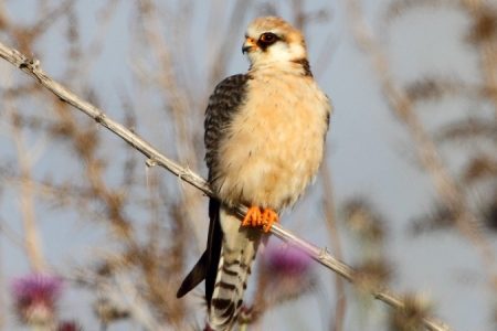 Red-footed Falcon by Dave Nye_450_850_crp