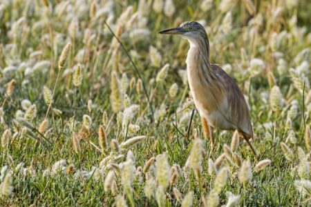 Squacco Heron by Albert Stoecker_450_850_crp