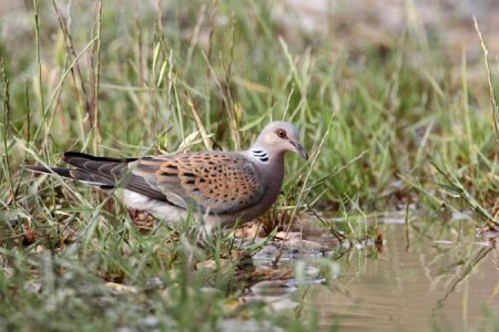 Turtle Dove ©David Nye_450_850_crp