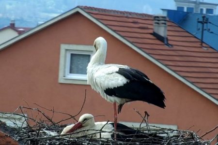White-Stork_Perko-and-Perka-2015_STORY-3_CZIP-1200x675_450_850_crp