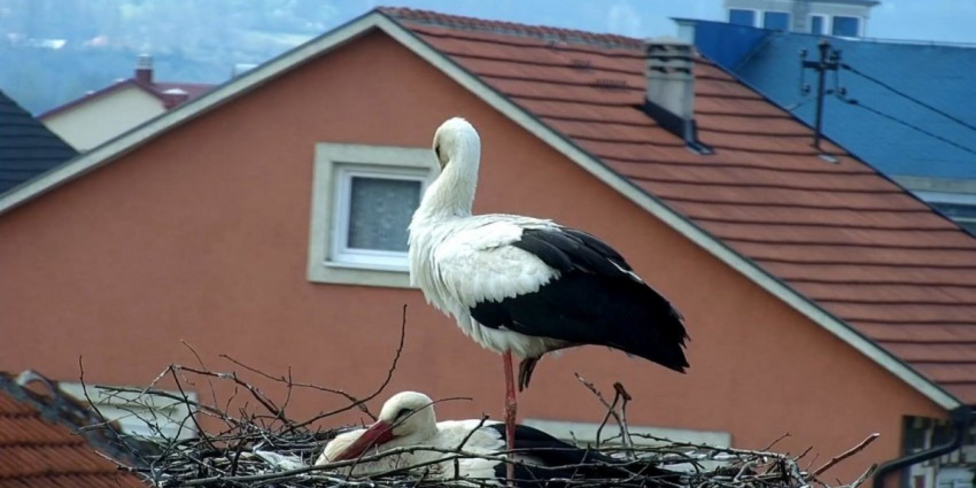 White-Stork_Perko-and-Perka-2015_STORY-3_CZIP-1200x675_450_850_crp