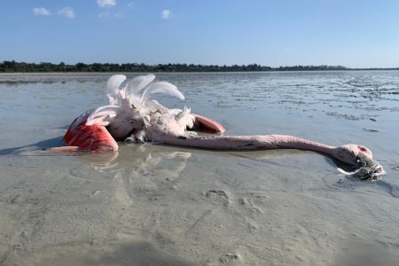 lead poisoned flamingo