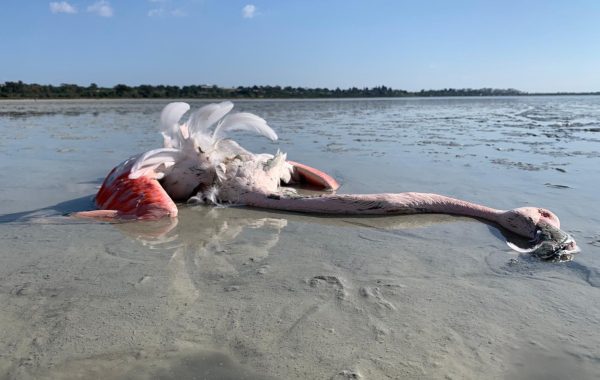 lead poisoned flamingo