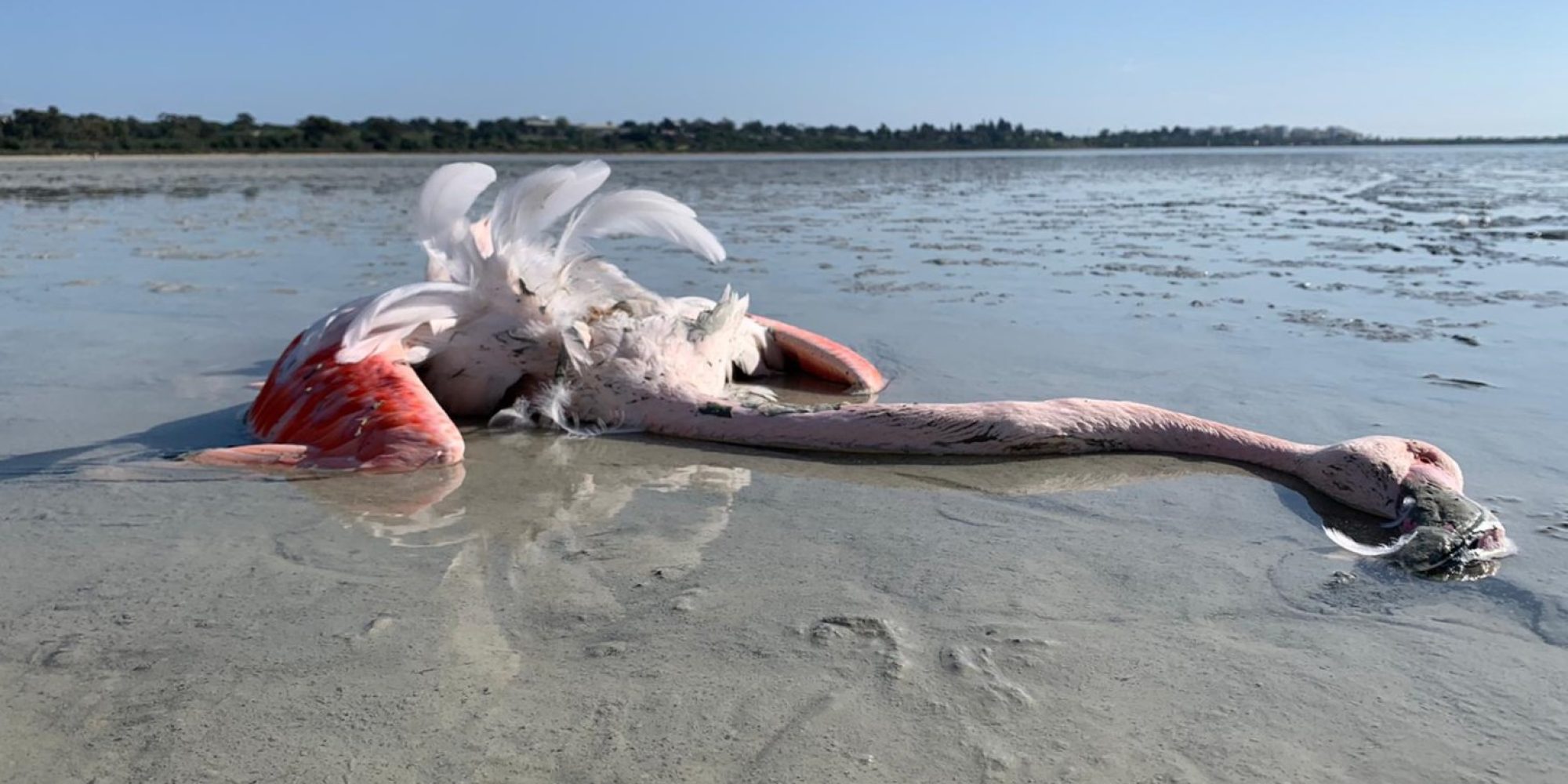 lead poisoned flamingo