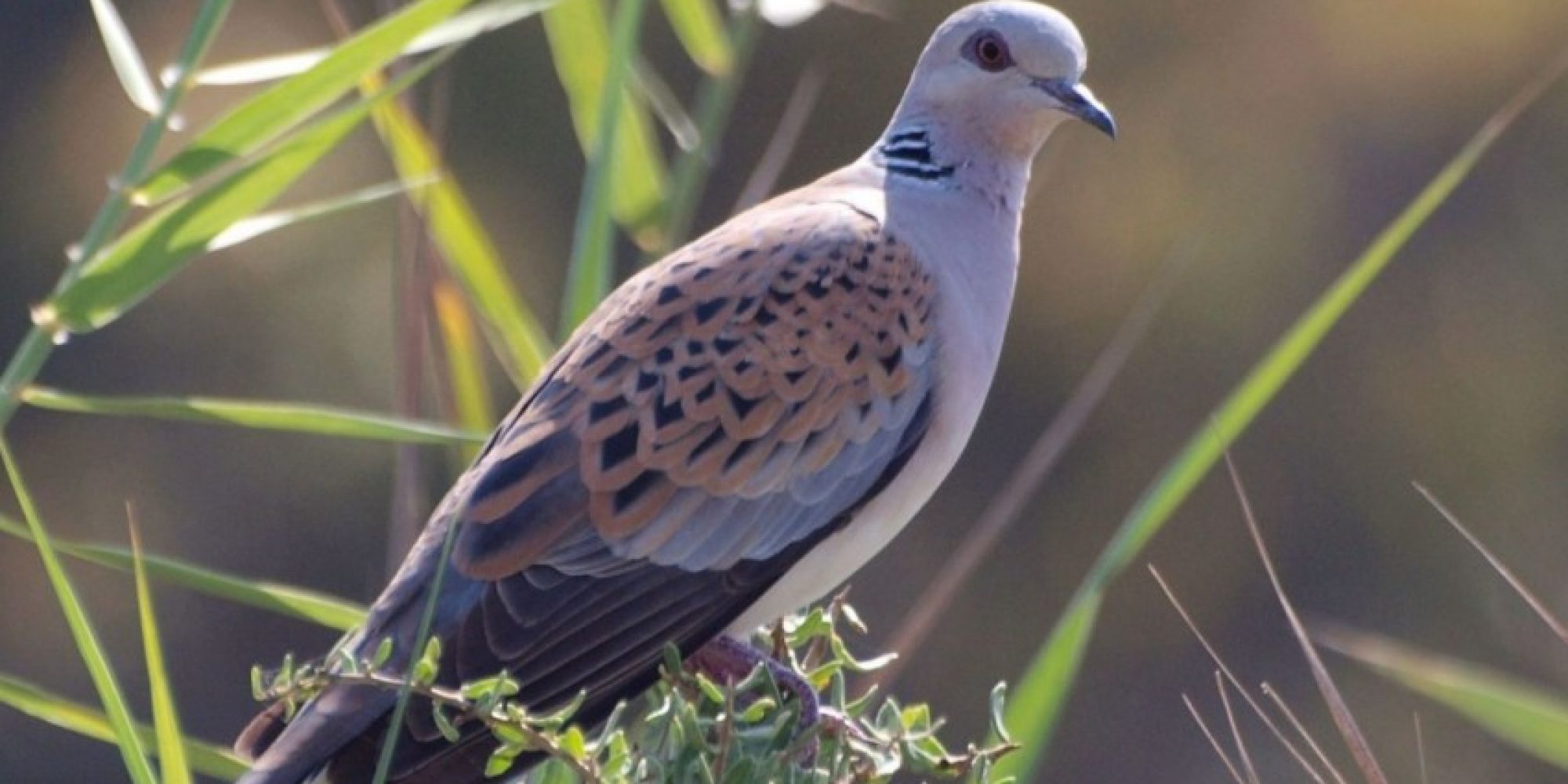 european_turtle_dove_streptopelia_turtur_websitec_revital_salomon_450_850_crp