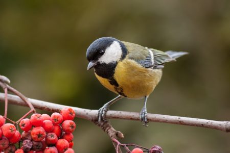 Great tit, parus major, on branch with red berries. Little garden yellow bird in autumn with orange blurred background.