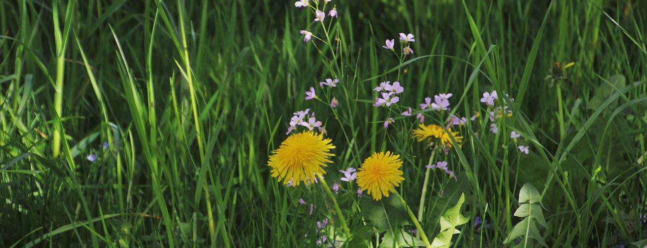 green, grass, meadow-4159163.jpg