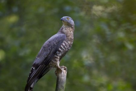 honey-buzzard_website_slider_2_c_birdlife_europe_-_flight_for_survival_1_450_850_crp