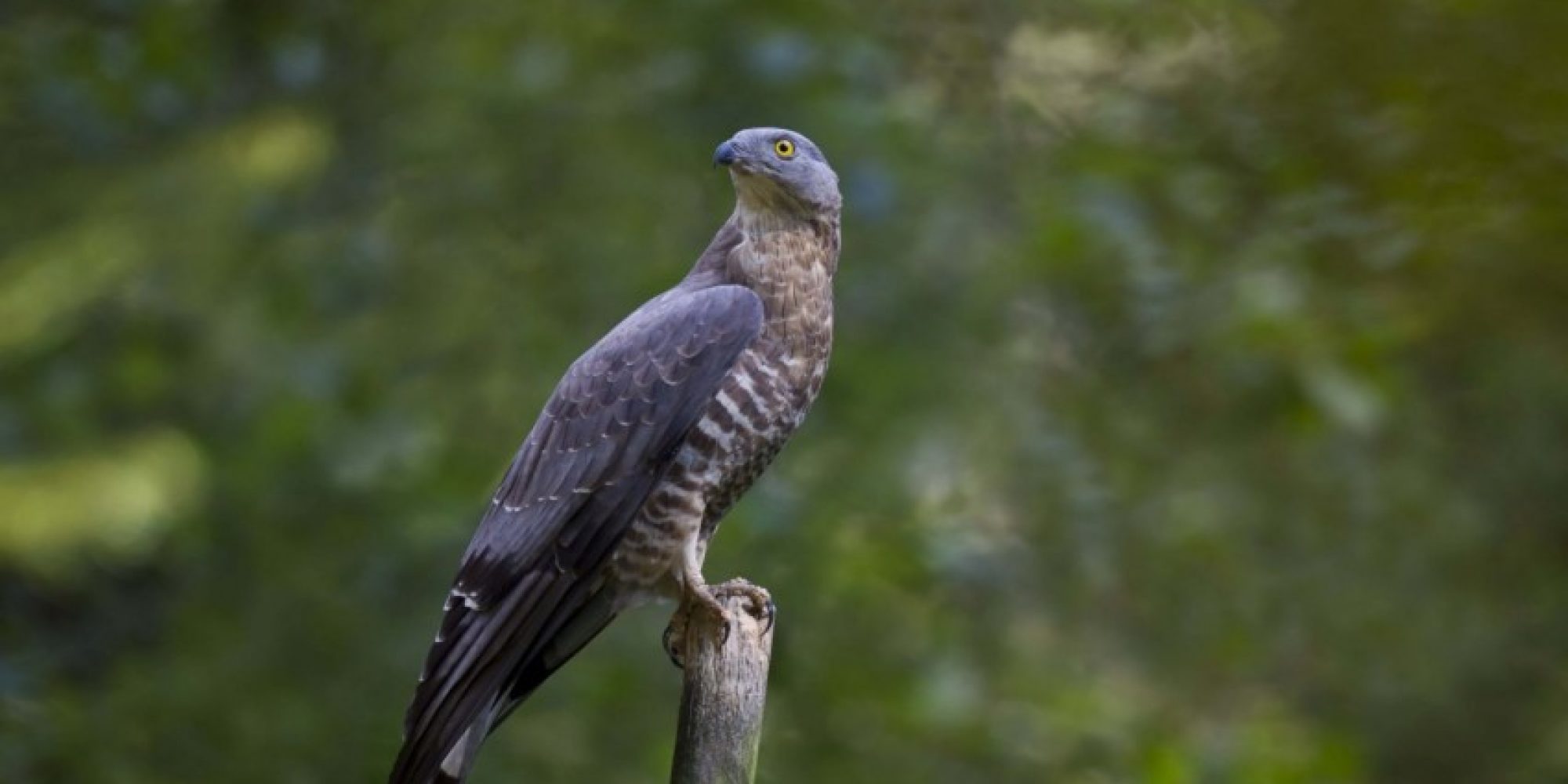 honey-buzzard_website_slider_2_c_birdlife_europe_-_flight_for_survival_1_450_850_crp