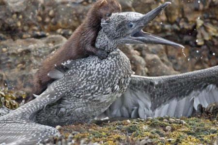 john_anderson_gannet_mink_rspbjpg_1_450_850_crp