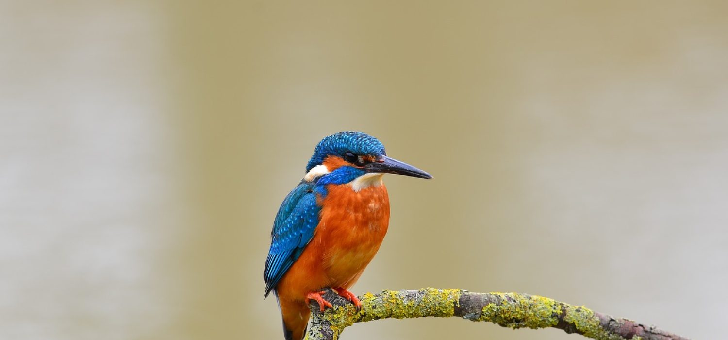kingfisher, bird, perched-1352520.jpg