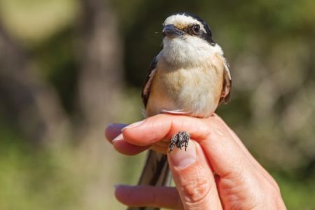 masked shrike ringed_450_850_crp