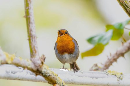 Vivid image of a European Robin (Erithacus rubecula) perched and singing.