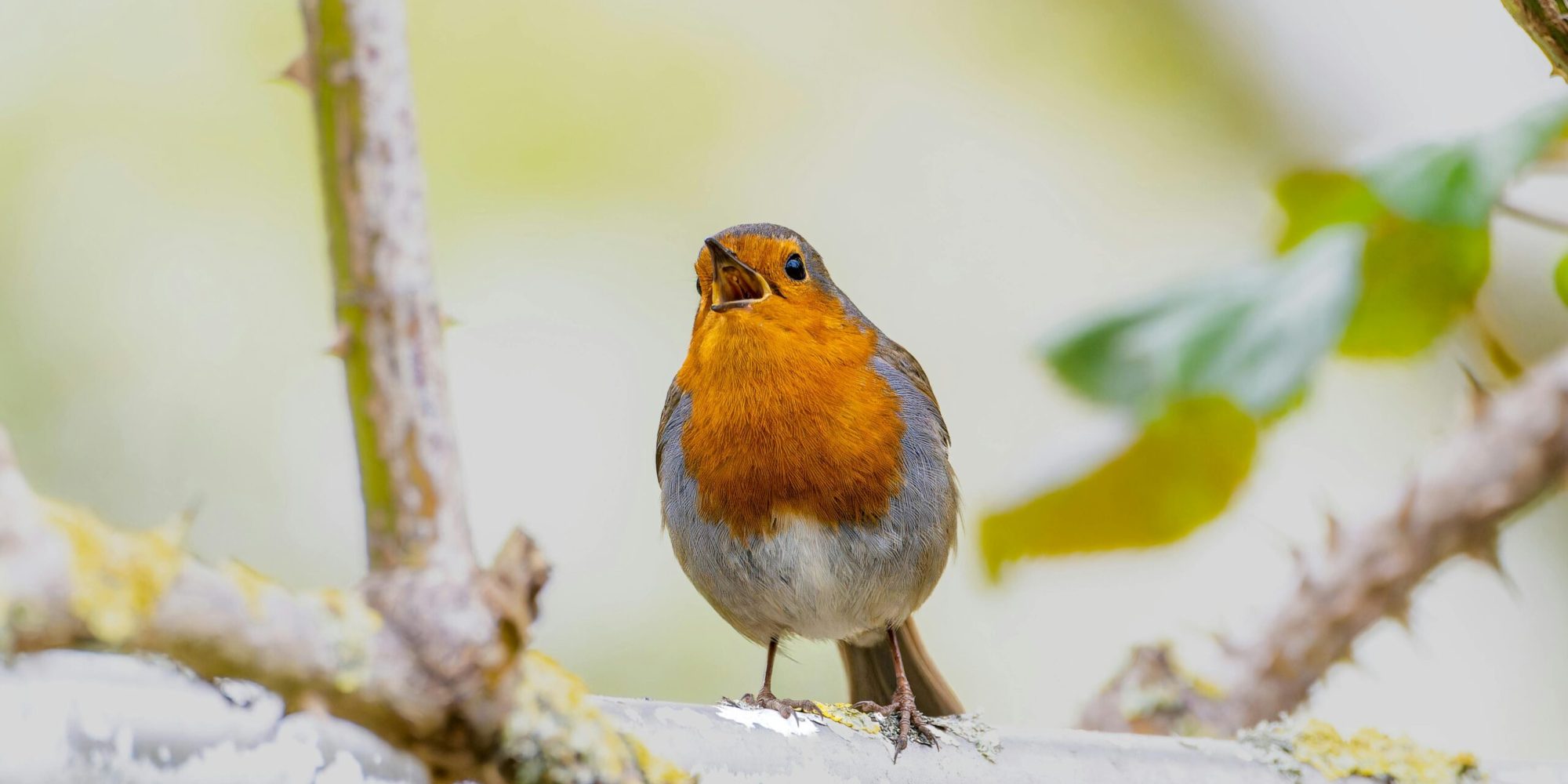 Vivid image of a European Robin (Erithacus rubecula) perched and singing.