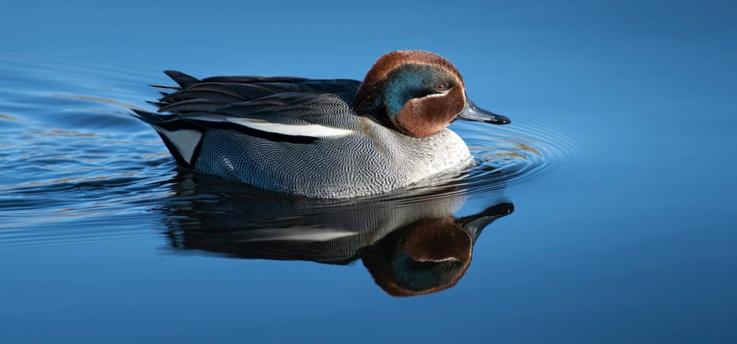 Eurasian teals show stunning reflections on serene water surface.