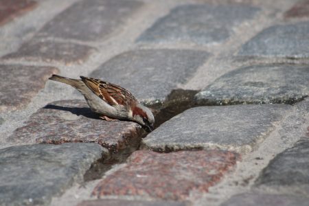 A sparrow drinks from a puddle on a cobblestone street in Tallinn, capturing urban nature.