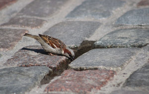 A sparrow drinks from a puddle on a cobblestone street in Tallinn, capturing urban nature.