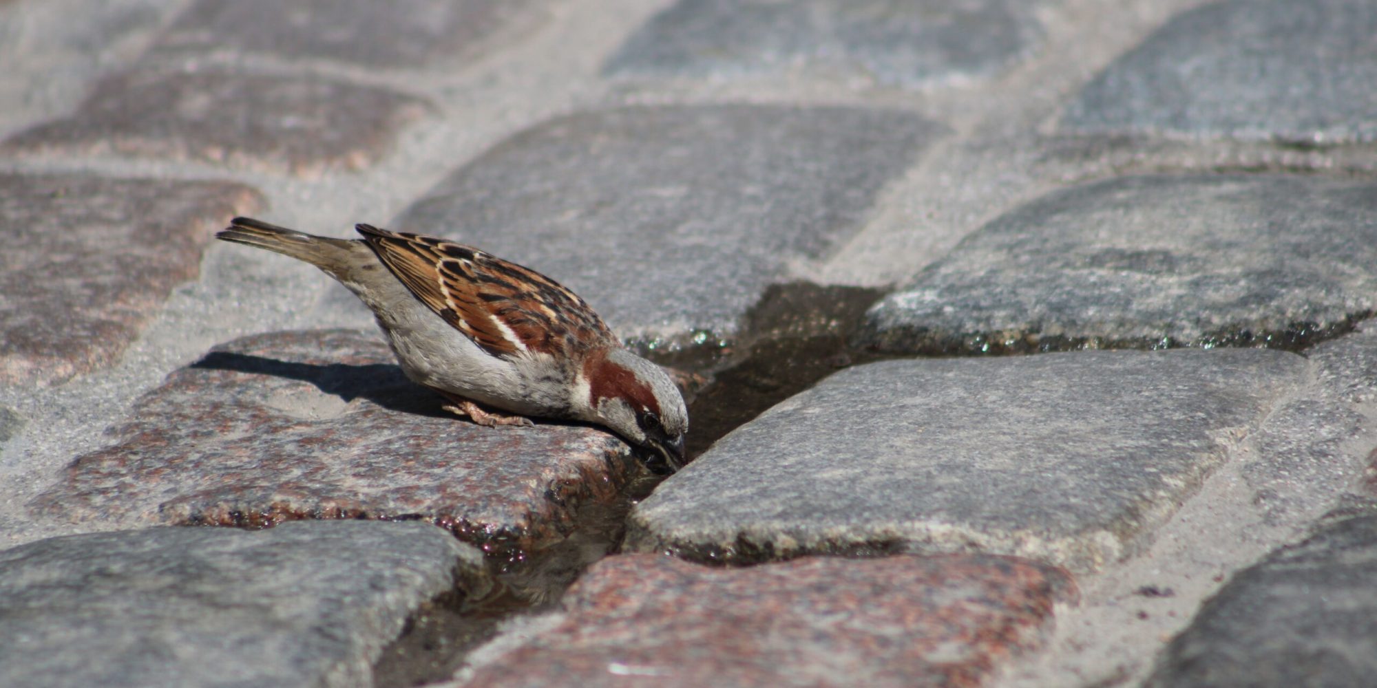 A sparrow drinks from a puddle on a cobblestone street in Tallinn, capturing urban nature.