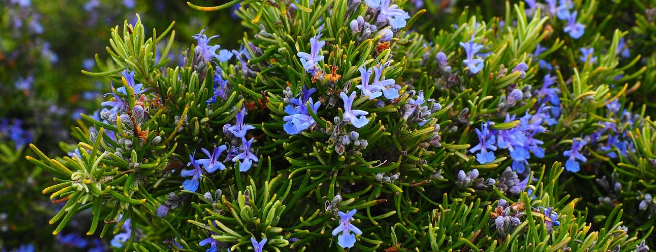 rosemary, blossoms, blue-1090419.jpg